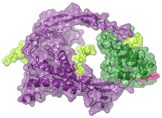 Figure 1: Structure of a Wnt complexed with a Frizzled ligand-binding domain...